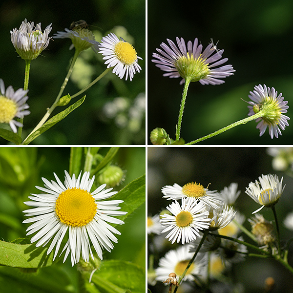 Daisy fleabane flowerheads are 1/2-3/4" across with 40-100 thin white or pink-tinged ray florets 4-7 mm long, usually shorter than the disc diameter and numerous yellow disc florets. The disc florets are tiny (1.5-2.5 mm), yellow, and tubular with five lobes on the apical end; there are five stamens and a single, bifurcated style. Around the base of the flowerhead are 2-4 rows of light green, 3 mm long phyllaries often covered with short hairs. Daisy fleabane is similar to Philadelphia fleabane (Erigeron philadelphicus), but the latter has larger flowers with more (150-300) ray florets and leaves that clasp the stems.