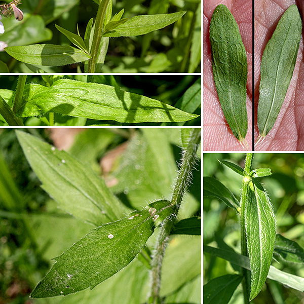 Daisy fleabane stems are light green or purplish green, hairy, with longitudinal grooves; they are unbranched in their lower half but produce ascending branches in their upper half. Leaves are alternate, sparsely-hairy elongate ovals with  petioles ranging from long (on the basal and lower stem leaves) to nearly non-existent (on the upper stem leaves, which may be sessile). Leaf size varies along the stem but the leaves are as much as 6" long and 2/3-1" wide; most have smooth margins but the larger leaves may have a few coarse marginal teeth. Daisy fleabane is similar to Philadelphia fleabane (Erigeron philadelphicus), but the latter has larger flowers with more (150-300) ray florets and leaves that clasp the stems.