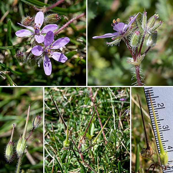 Storksbill flowers occur in clusters of 4-8. Each flower is  1/2" across with five hairy, green, widely-spreading sepals; five purplish or pink petals; five fertile stamens with reddish-orange anthers; and five fused pistils, separate at the tips of the styles where five purple stigmas in a star-shape are prominant. The fruit is a long, narrow awl-shaped "storksbill" up to 1.5" long whose base is the mature seeds (usually five) and whose long "bill" consists of the laterally joined awns (long bristle-like structures) of the seeds. The seeds are explosively dispersed when the "storksbill" splits longitudinally into five separate awns; the attached seeds are flung away from each other (at 4 meters/sec). The attached awns also allow each seed to self-bury. Storksbill is native to the Mediterranean; it was introduced to North America in the 18th century and is now naturalized.