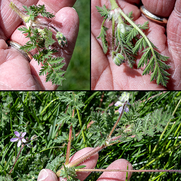 Storksbill initially produces a basal rosette of leaves 1/2-1.5' across; later it produces reddish-green or reddish-brown flower stalks potentially 1' tall but more usually sprawling. The basal leaves are odd-pinnate and very fern-like, hairy on the underside, up to 8" long (not including the long petiole) and 2.5" across; the petiole, the central stalk of the leaves, and the flower stalks are reddish and covered with long white hairs. Leaves on the flower stalk are similar to the basal leaves but smaller; each has a pair of small, membraneous, brown, triangular stipules  where the leaf joins the stem.