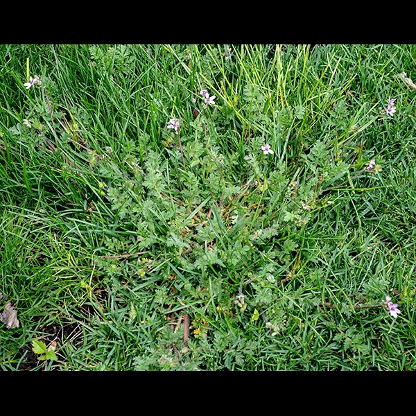 Storksbill initially produces a basal rosette of leaves 1/2-1.5' across; later it produces reddish-green or reddish-brown flower stalks potentially 1' tall but more usually sprawling. The basal leaves are odd-pinnate and very fern-like, hairy on the underside, up to 8" long (not including the long petiole) and 2.5" across; the petiole, the central stalk of the leaves, and the flower stalks are reddish and covered with long white hairs. Leaves on the flower stalk are similar to the basal leaves but smaller; each has a pair of small, membraneous, brown, triangular stipules  where the leaf joins the stem. Storksbill is native to the Mediterranean; it was introduced to North America in the 18th century and is now naturalized.