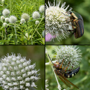 Rattlesnake master inflorescences consist of whitish-green spiky balls 1/2-1" across made up of small florets enclosed by prickly bracts; the florets have five short, rounded petals, five stamens, and a long, divided white pistil that protrudes well beyond the edge of the floret. Note that, if you're bitten by a rattlesnake, this plant will be of no use to you whatsoever.
