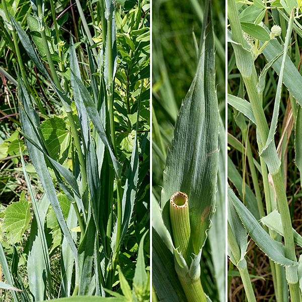 Rattlesnake master has a single, blue-gray, hollow stem, unbranched except near the inflorescences; the node below each cluster of inflorescences is demarcated by a rosette of short, very spiky leaves. Leaves are alternate, mostly clustered near the base of the plant, parallel veined, 2.5' long and 2.5" wide, sword-like with sharp-looking teeth along the blade but especially forbidding near the leaf base. (However, the "spines" are actully quite soft.) The base of the leaf clasps or completely ensheaths the stem.