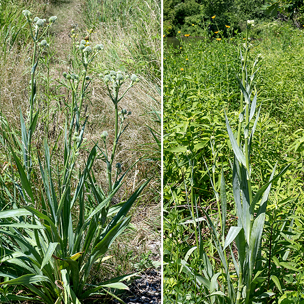 Rattlesnake master is an unmistakable, yucca-like plant (actually in the carrot family) 2-5' tall with spiky inflorescences; it looks like it should be growing in Arizona. It has a single, blue-gray, hollow stem, unbranched except near the inflorescences; the node below each cluster of inflorescences is demarcated by a rosette of short, very spiky leaves. Note that, if you're bitten by a rattlesnake, this plant will be of no use to you whatsoever.