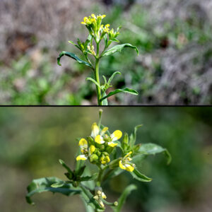 Wormseed mustard stems are medium green, angular or grooved, covered relatively sparsely with tiny appressed hairs. At the tip of the stem is a raceme of yellow flowers, each 1/4-1" long and 1/4" across; more peripheral flowers in the raceme bloom first. Each flower has four pale green sepals 2-3 mm long, four yellow petals 3-5.5mm long, six stamens with yellow anthers (two stamens shorter than the other four), and a single style. The basal rosette withers about the time the seeds begin to form, while flowers are still present. Seedpods are four-angled siliques that grow directly from the center of the flowers. Wormseed mustard prefers open, disturbed habitats.