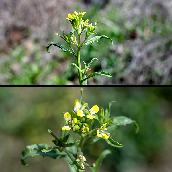 Wormseed mustard stems are medium green, angular or grooved, covered relatively sparsely with tiny appressed hairs. At the tip of the stem is a raceme of yellow flowers, each 1/4-1" long and 1/4" across; more peripheral flowers in the raceme bloom first. Each flower has four pale green sepals 2-3 mm long, four yellow petals 3-5.5mm long, six stamens with yellow anthers (two stamens shorter than the other four), and a single style. The basal rosette withers about the time the seeds begin to form, while flowers are still present. Seedpods are four-angled siliques that grow directly from the center of the flowers. Wormseed mustard prefers open, disturbed habitats.