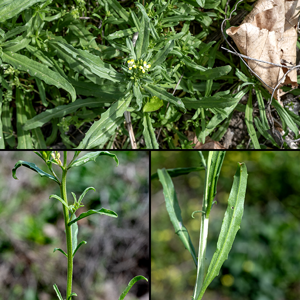 Wormseed mustard leaves are alternate, numerous along the length of the stem, all 1.5-4" long and 1/4-3/4" across, lance- or elongate oblong in shape regardless of position along the stem; all have smooth margins or a few small teeth, are soaprsely covered with star-shaped hairs (trichomes), and are sessile on the stem. The basal rosette withers about the time the seeds begin to form, while flowers are still present. Seedpods are four-angled siliques that grow directly from the center of the flowers. Wormseed mustard prefers open, disturbed habitats.