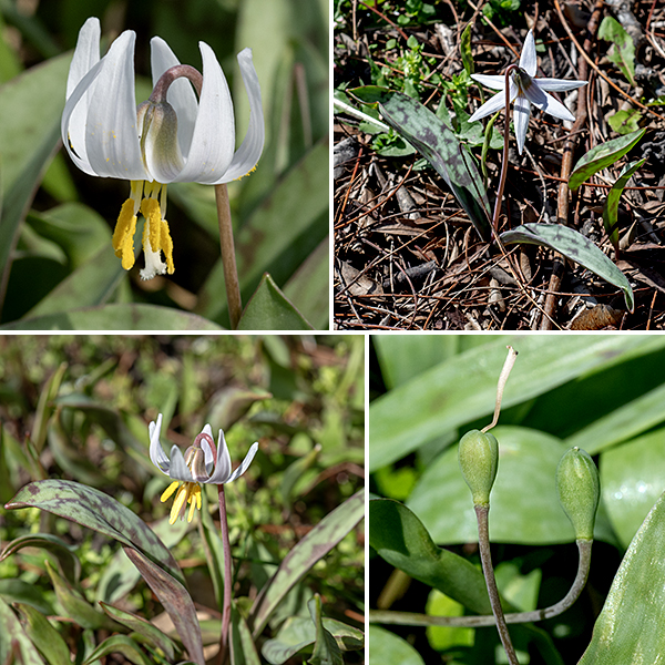 Troutlily's reddish-brown flower stalk arises from the junction of the paired leaves; its tip (and consequently the single flower) is bent down at a 30-45° angle. Each flower is about 1.5" long but may be only 1/2" wide at night or early in the morning or over 1" wide later in the day as the petals spread. Each flower has six white tepals (three petals and three petal-like sepals), six stamens with large yellow anthers, and a single white style with a three-lobed stigma. The fruit is a three-chambered seed capsule about 3/4" long attached to the flower stalk which may nod when immature but the stalk straightens so the capsule is erect when mature.