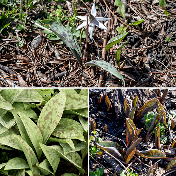 Troutlily leaves are robust lance-shaped or elongate ovals with smooth margins, tapering to a point at both ends. The upper surface is mottled with pale green patches and brownish- or grayish-green patches (like a trout's skin?) and has a waxy surface; the underside of the leaves is a uniform pale green. A reddish-brown flower stalk arises from the junction of the paired leaves.