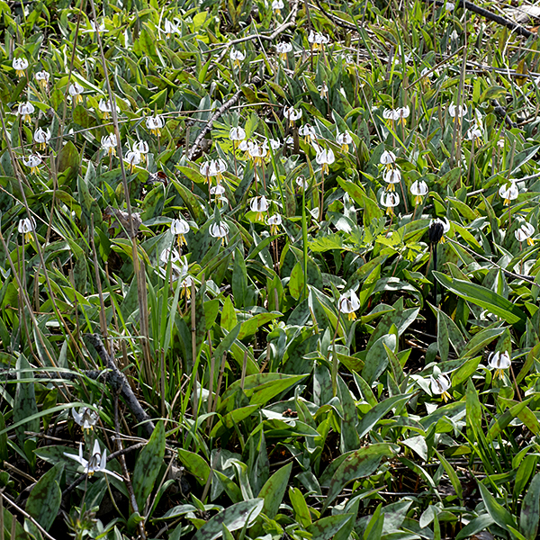 Troutlily is a 4-6" tall plant that grows in dense colonies in woodland habitats — another charming member of the "spring ephemerals" and one of the earliest to bloom.