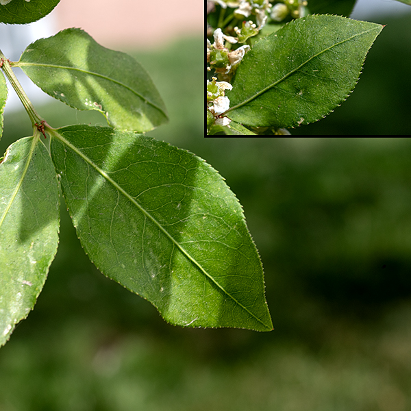 Winged euonymous leaves are opposite and restricted to new shoots; they are 1-2" long and half as wide, elliptical, with fine serrations along their margins. Leaf petioles are very short (1/8"); leaf blades are hairless, medium to dark green on top and a paler green on the underside.