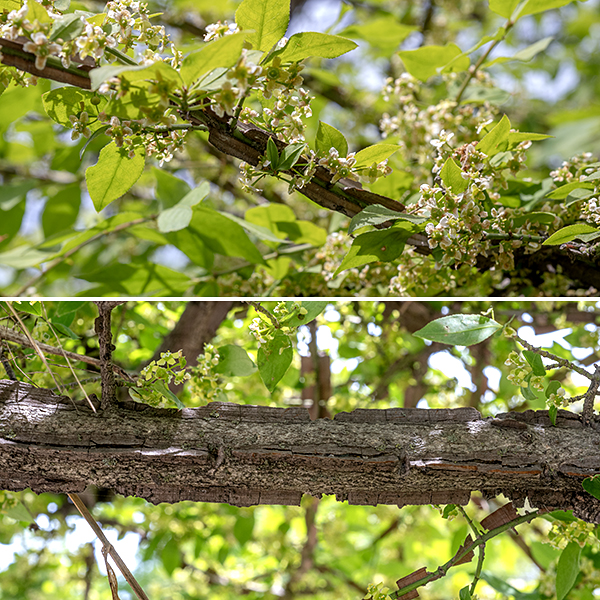 Winged euonymous is a shrub 6-12' when full-grown. Bark on old stems is gray or brownish-gray; younger stems and branches have geen bark and 2-4 cork-like "wings" (thin plates whose plane lies in a radius of the branch) which give rise to both the common name aand the scientific name (alatus [Latin] = winged). The wings extend along the length of the stem or branch but are interrupted by new branches and leaves.