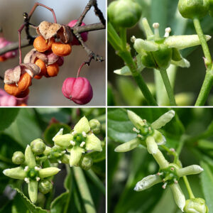 European spindletree flowers  (usually less than 7) occur in clusters (cymes) with long peduncles; they have four sepals, four petals, four stamens with white anthers, and a single stout style. The greenish-white or yellow petals on the flowers appear to be very narrow, half the width of the petals of Hamilton's spindletree. (In reality, the petals are curled into a U-shape towards the stem so they only appear narrow.) The sepals are pale green, about half the length of the petals, and bent back beneath the flower. The fruit is pink, not red; the arils covering the seeds are orange, not red or scarlet. European spindletree blooms later in the spring in Jackson Park than Hamilton's spindletree.