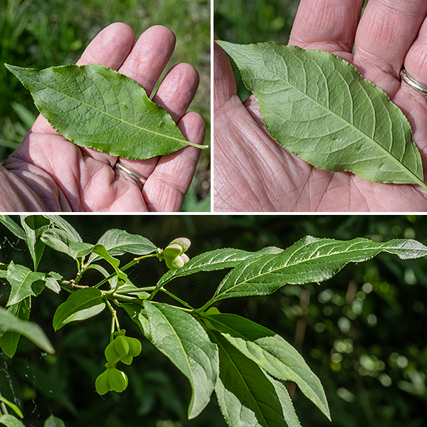 European spindletree leaves are shorter (1-3.5" rather than 4-6") in Hamilton's spindletree. Leaves are medium green and minutely dentate around the margins, attached to the twig by a short (