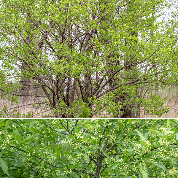 European spindletree is a European native similar to Hamilton's spindletree (Euonymus hamiltonianus) but produces shrubs/trees 6-30' tall. European spindletree blooms later in the spring in Jackson Park than Hamilton's spindletree. The long, straight stems were once used in drop spindles (to spin thread); the enlarged node where the leaves insert kept the disc-shaped whorl (both weight and flywheel) from slipping off as the spindle was rotated.