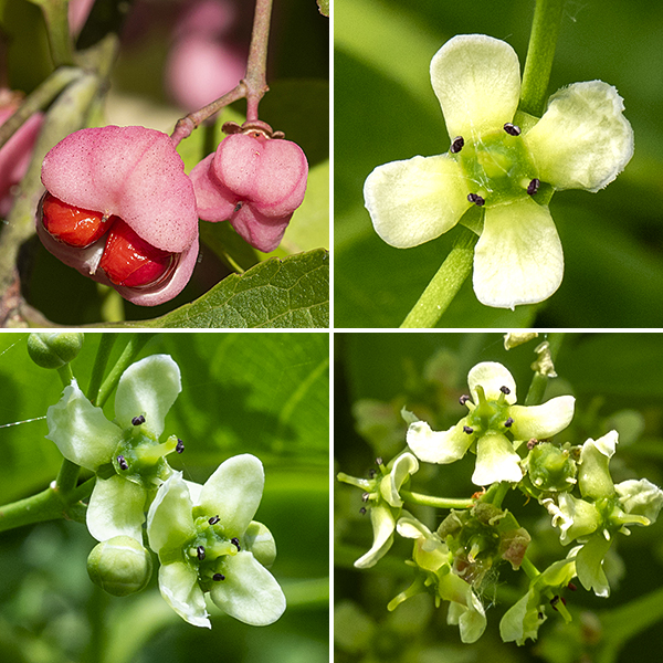 Hamilton's spindletree produces clusters of about seven flowers on ~1.5" peduncles that grow out of the leaf axils. Individual flowers are