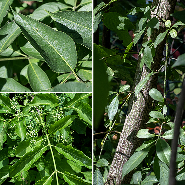 Hamilton's spindletree's young branches and twigs are green and round in section; the bark of trunk(s) is thick, grey, and reticulated. The leaves are opposite,  ovate-elliptic, finely toothed or crenulated along the margins, ~5" long and 1.5" wide on sturdy 3/4" petioles.