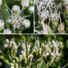 Tall boneset flowerheads are tiny (1/8" across) with no ray florets and typically only five disc florets. Disc florets are dull white with a tubular corolla and a long bifurcated style that extends well away from the floret; the base of the style is greenish and surrounded by five brown stamens with white tips. The apex of the corolla has five prominant, triangular lobes that give the florets a star-like appearance.
