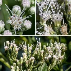 Tall boneset flowerheads are tiny (1/8" across) with no ray florets and typically only five disc florets. Disc florets are dull white with a tubular corolla and a long bifurcated style that extends well away from the floret; the base of the style is greenish and surrounded by five brown stamens with white tips. The apex of the corolla has five prominant, triangular lobes that give the florets a star-like appearance.
