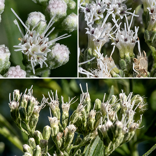 Tall boneset flowerheads are tiny (1/8" across) with no ray florets and typically only five disc florets. Disc florets are dull white with a tubular corolla and a long bifurcated style that extends well away from the floret; the base of the style is greenish and surrounded by five brown stamens with white tips. The apex of the corolla has five prominant, triangular lobes that give the florets a star-like appearance.