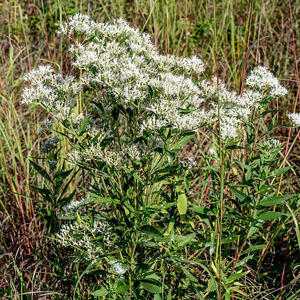 Tall boneset gets only 3-4 feet tall, less than you might expect from the common or species names. The stem is unbranched except near the apex and covered with tiny hairs. Leaf venation, hairiness, tooth size, and smaller inflorescences (~5-8 florets) distinguish tall bonset (E.altissium) from late boneset (E. serotinum; 12 florets). Flowerheads resemble white snakeroot (Ageratine altissima) but the latter has heart-shaped rather than elongate leaves.
