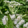Common boneset's upper stem and branches bear clusters 2-8" across of white flowerheads. Each flowerhead is about 4-6 mm across consisting of ~15-20 dull white disk florets (ray florets are absent); florets have a tubular corolla with five triangular lobes at the apical end and a long, bifurcated style surrounded at its base with a brown column of five stamens with purplish anthers. Ironically, "common" boneset is less common than late boneset or tall boneset in Jackson Park.