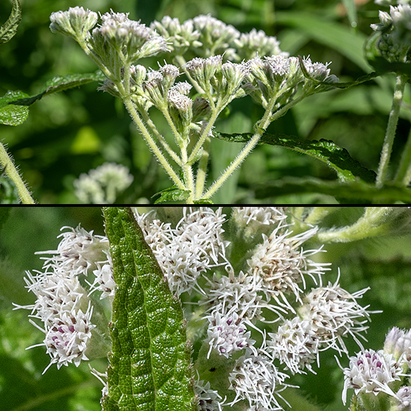 Common boneset's upper stem and branches bear clusters 2-8" across of white flowerheads. Each flowerhead is about 4-6 mm across consisting of ~15-20 dull white disk florets (ray florets are absent); florets have a tubular corolla with five triangular lobes at the apical end and a long, bifurcated style surrounded at its base with a brown column of five stamens with purplish anthers. Ironically, "common" boneset is less common than late boneset or tall boneset in Jackson Park.