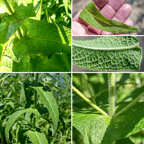 Common boneset is a single-stemmed, native herbaceous plant 2-4' tall, unbranched except near the tip. The stems are round in section and profusely covered with, white hairs. The leaves are up to 8" long and 1/4 as wide, light- or yellowish-green, lance-shaped with long tips and serrated margins. This is the only Illinois boneset with perfoliate (apparently pierced by the stem) leaves  — i.e., opposite leaf bases are fused around stem. (Fusion occasionally involves three leaves in a whorl.) The leaves are hairy on both upper and lower surfaces and the leaf lamina (blade) bulges between veins giving the leaf a textured, "quilted air-matress" or "wrinkly" appearance. Ironically, "common" boneset is less common than late boneset or tall boneset in Jackson Park.