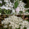 Late boneset's inflorescence is a flat-topped or shallowly-domed panicle with numerous flowerheads. Individual flowerheads are composed of 12-15 greyish-white disk floret (ray florets are absent) about 1/4" long with a tubular corolla with five small, triangular apical lobes and a long white bifurcated style extending well out from the floret surrounded by five black stamens. Leaf venation, lack of leaf hairs, and  and smaller flowerheads (~5-8 florets) distinguish tall bonset (E.altissium) from late boneset (E. serotinum; 12-15 florets).