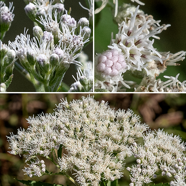Late boneset's inflorescence is a flat-topped or shallowly-domed panicle with numerous flowerheads. Individual flowerheads are composed of 12-15 greyish-white disk floret (ray florets are absent) about 1/4" long with a tubular corolla with five small, triangular apical lobes and a long white bifurcated style extending well out from the floret surrounded by five black stamens. Leaf venation, lack of leaf hairs, and  and smaller flowerheads (~5-8 florets) distinguish tall bonset (E.altissium) from late boneset (E. serotinum; 12-15 florets).