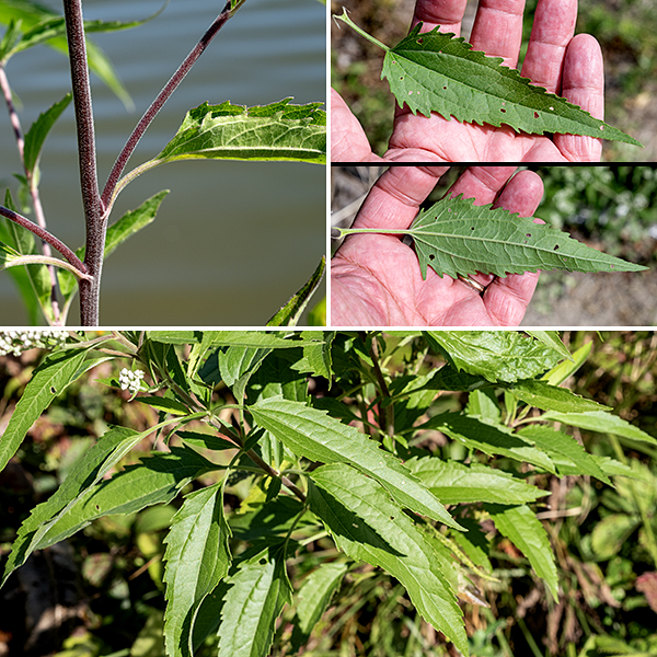Late boneset is a native, herbaceous plant that gets 3-6' tall. The stems are solid, circular in section, and fuzzy with short, white hairs (sometimes in indistinct lines); branching is limited to the top of the stem. The leaves are 7" long and 2.5" across, usually dark green, lance shaped, with coarsely serrated margins (like a circular saw blade), and hairless or nearly so; they have five main veins that diverge at the leaf base, a petiole about 1" long, and tend to droop. Leaf venation, lack of leaf hairs, and  and smaller flowerheads (~5-8 florets) distinguish tall bonset (E.altissium) from late boneset (E. serotinum; 12-15 florets).