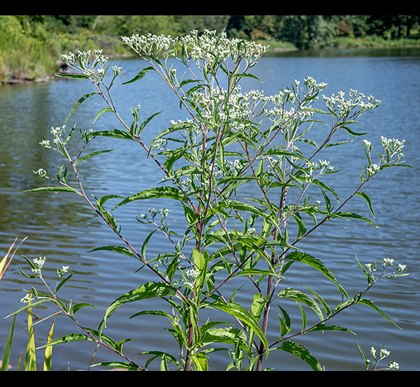 Late boneset is a native, herbaceous plant that gets 3-6' tall. The stems are solid, circular in section, and fuzzy with short, white hairs (sometimes in indistinct lines); branching is limited to the top of the stem. The leaves are 7" long and 2.5" across, usually dark green, lance shaped, with coarsely serrated margins (like a circular saw blade), and hairless or nearly so; they have five main veins that diverge at the leaf base, a petiole about 1" long, and tend to droop. The inflorescence is a flat-topped or shallowly-domed panicle with numerous flowerheads. Individual flowerheads are composed of 12-15 greyish-white disk floret (ray florets are absent) about 1/4" long with a tubular corolla with five small, triangular apical lobes and a long white bifurcated style extending well out from the floret surrounded by five black stamens. Leaf venation, lack of leaf hairs, and  and smaller flowerheads (~5-8 florets) distinguish tall bonset (E.altissium) from late boneset (E. serotinum; 12-15 florets).
