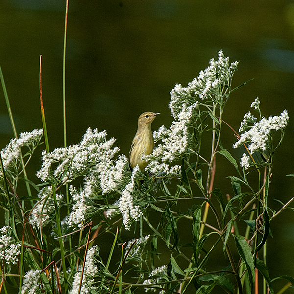 Late boneset is a native, herbaceous plant that gets 3-6' tall. The stems are solid, circular in section, and fuzzy with short, white hairs (sometimes in indistinct lines); branching is limited to the top of the stem. The leaves are 7" long and 2.5" across, usually dark green, lance shaped, with coarsely serrated margins (like a circular saw blade), and hairless or nearly so; they have five main veins that diverge at the leaf base, a petiole about 1" long, and tend to droop.. Leaf venation, lack of leaf hairs, and  and smaller flowerheads (~5-8 florets) distinguish tall bonset (E.altissium) from late boneset (E. serotinum; 12-15 florets).