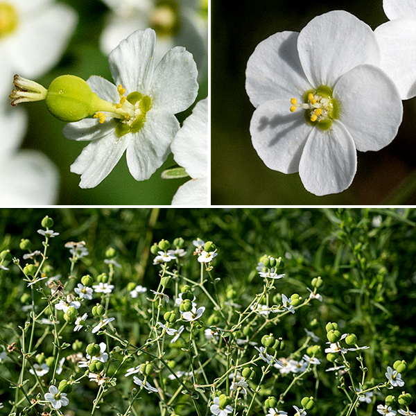 Flowering spurge "flowers" are deployed in an open, flat-topped inflorescence (panicle); individual "flowers" are 1/4-3/8" across, a cup-like, five-lobed cyathium (unique to euphorbs) containing the five white "petals" (actually white bracts), a green ring of nectar glands around the base of the "petals," and the stamens or styles.  Male flowering spurge cyathia have three stamens, each with a white filament and a yellow anther; female flowering spurge cyathia have both an ovary with a tripartite style with six stigmas, and three (sterile?) stamens. (If you're confused about the architecture of cyathia, see seaside sandmat (Euphorbia polygonifolia) for a clearer example.) After fertilization, the fruit develops as a unmistakable three-celled, bulbous green capsule on a short stalk in the middle of the original flower with the remnants of the style at its tip.