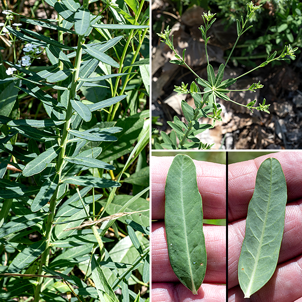 Flowering spurge stems are light green, round in section, hairless, often with a waxy sheen on their surface. Leaves are rectangular with rounded tips and smooth margins, 2.5" long and 1/2" across, light grey-green to medium green; the leaves are sessile and alternate EXCEPT just beneath the branching of an inflorescence, where they occur in whorls of 3-7. Flowering spurge has a milky sap which is toxic and can cause skin or eye irritation.
