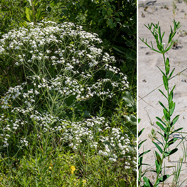 Flowering spurge is a delicate plant 0.5-3' tall, often with multiple stems; branching is restricted to the stems just below the inflorescence. The plant on the left bears multiple levels of branching in the inflorescence; the plant on the right has only a single level jsut above the characteristic whorl of leaves. Flowering spurge has a milky sap which is toxic and can cause skin or eye irritation.