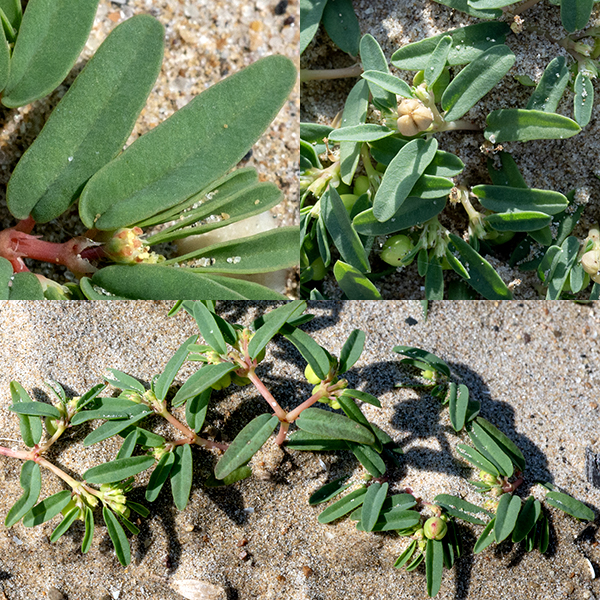 Seaside sandmat leaves are opposite, 1/4-3/4" long and about a third as wide as they are long; oblong with rounded ends, with smooth margins; often, one half of the leaf is noticeably larger than the other. The underside of the leaf is a paler green than the upper side. Both stem and leaves produce a milky sap when damaged.