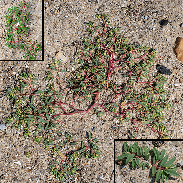 Seaside sandmat is exactly what it says on the bottle — a mat-like plant up to 12" across and less than an inch tall that grows on sandy beaches. The round, pale reddish-tan, hairless central stem divides and redivides, covering the substrate. Seaside sandmat prefers beach habitats around the Great Lakes and along the Atlantic coast. According to http://www.illinoiswildflowers.info, "This little plant has a C4 metabolism, which enables it to withstand hot dry conditions."
