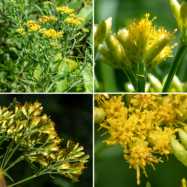 Lance-leafed goldenrod is only distantly related to the other goldenrods (all genus Solidago) found in Jackson Park. The inflorescence is a flat-topped or slightly domed panicle. Flowerheads are cylindrical, minute (1/8" across, the smallest of the goldenrods), with 15-25 ray florets with minute petals and 5-10 disc florets. The outermost bracts around the base of the flower are green-tipped. Flowers across the inflorescence bloom at different times so the inflorescence often looks a bit shopworn. Lance-leafed goldenrod refers wet, soggy habitats.