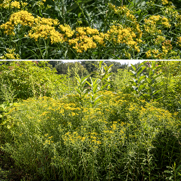Lance-leafed goldenrod (aka, grass-leafed goldenrod or flat-topped goldenrod) is only distantly related to the other goldenrods (all genus Solidago) found in Jackson Park. The stems are 2-3.5' tall, usually with fine lines of white hairs, often with frequent branching so the plant is quite bushy. Flowers across the inflorescence bloom at different times so the inflorescence often looks a bit shopworn. Lance-leafed goldenrod refers wet, soggy habitats.