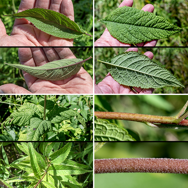 Spotted Joe-Pye weed is 3-5' tall with an unbranched stem (except for the flower stalks). The stem is round in section and solid (or only hollow near the base), and often (but not always) downy with short, fine hairs; it is typically purple with darker purple spots, but may it be a uniform purple. Leaves are green or yellowish-green, up to 9" long and 2.5" wide, pointed at both ends, with deeply incised veins, and is strongly serrated along the margins; leaves occur in whorls of 3-6 (typically 4-5) on short (1/4") petioles along the stem.