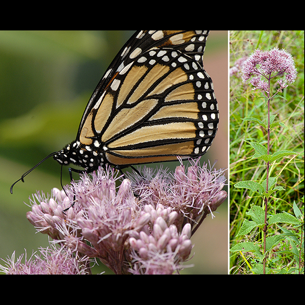 Spotted Joe-Pye weed is 3-5' tall with an unbranched stem (except for the flower stalks). The stem is round in section and solid (or only hollow near the base), and often (but not always) downy with short, fine hairs; it is typically purple with darker purple spots, but may it be a uniform purple. Spotted Joe Pye weed (E. maculatum) has purple or purple-spotted, hairy stems and flowers with 8-20 disc florets; sweet Joe Pye weed (E. purpureum) has green, hairless stems with purple color only at the leaf nodes and flowers with 4-7 disc florets.