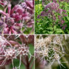 Sweet Joe-Pye weed's inflorescence is a domed or pyramidal panicle. The flowerheads are whitish-pink to pinkish-purple and strikingly variable in color between plants, 1/4-3/8" long, consisting of 4-7 disk florets, each with a whitish-pink to purplish-pink tubular corolla with five lobes at its apex, two long, thin white styles extending well outside the floret and five stamens fused to the corolla about halfway up its length; there are no ray florets. The flowerheads make a domed (rather than flat) cluster at the apex of the plant. The bracts (phyllaries) around the base of the flowerhead are pale pink.