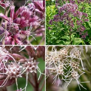 Sweet Joe-Pye weed's inflorescence is a domed or pyramidal panicle. The flowerheads are whitish-pink to pinkish-purple and strikingly variable in color between plants, 1/4-3/8" long, consisting of 4-7 disk florets, each with a whitish-pink to purplish-pink tubular corolla with five lobes at its apex, two long, thin white styles extending well outside the floret and five stamens fused to the corolla about halfway up its length; there are no ray florets. The flowerheads make a domed (rather than flat) cluster at the apex of the plant. The bracts (phyllaries) around the base of the flowerhead are pale pink.