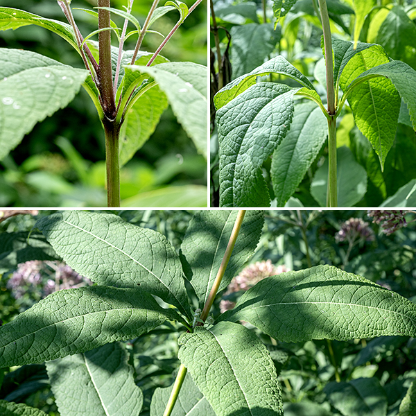 Sweet Joe-Pye weed is 3-7' tall with an unbranched stem (except for flower stalks). The stem is typically hairless, usually a uniformly green stalk except at the point where the leaf petioles join the stem — there the stem is slightly swollen and is purple rather than green. Leaves are up to 10" long (more usually ~6"), tapering to a point at the tip, tapering to the petiole, with deeply incised veins, and strongly serrated along the margins; the leaves occur in whorls of 3-5 on short (1/4") petioles; they are dull green on the upper surface and pale green on the underside.