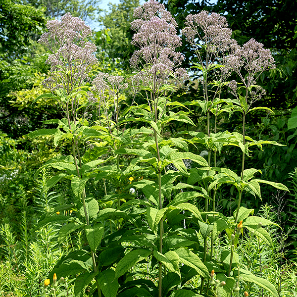 Sweet Joe-Pye weed is 3-7' tall with an unbranched stem (except for flower stalks). The flowerheads make a domed (rather than flat) cluster at the apex of the plant. Spotted Joe Pye weed (E. maculatum) has purple or purple-spotted, hairy stems and flowerheads with 8-20 disc florets; sweet Joe Pye weed (E. purpureum) has green, hairless stems with purple only at the leaf nodes and flowerheads with 4-7 disc florets.