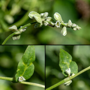 Black bindweed flowers develop in singletons or pairs from the leaf axils or directly from the stem. Flowers are 1/8-1/4" long; they have 3-5 greenish-white, white, or light purple petal-like tepals, the outer three tepals with a ridge or keel down the midline on the outer surface. Six to eight stamens with purple anthers surround fused green styles with a dome-shaped stigma in the middle of the flower; the flower usually opens only partially (like a tulip). The fruit is three-sided, with a tubercle-covered surface, about 1/4" long, black when fully mature. Black bindweed is very similar to climbing false buckwheat (Fallopia scandens).