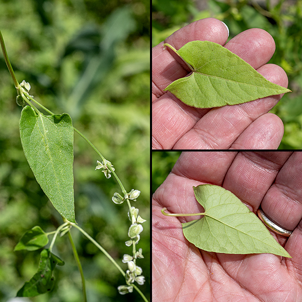 Black bindweed is a sprawling vine that can get up to 8' long with occasional branches along the way. leaves are alternate, widely spaced, heart- or arrowhead-shaped, 2.5" long and about 1" wide, on long petioles that have a brown membranous sheath (ocrea) at their base that enwrap the stem (often shed as the leaf ages). Leaf margins are smooth. Black bindweed is very similar to climbing false buckwheat (Fallopia scandens).