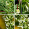 Climbing false-buckwheat stems are round, angular, or ridged in section, often with hairs on the ridges. Racemes of flowers arise from the leaf axils; the flower stalks are usually vertical, 3-8" long and bear both erect flowers and drooping fruits. Individual flowers are greenish-white, about 3/16" across have eight stamens with white anthers and an ovary bearing a tripartite style; the thee outermost tepals (petals) have obvious wings, unsually with an undulating margin; the inner two tepals are simple ovals. The fruit (~3/8" long) has a greenish center with three white wings; the 3 outer tepals with enlarged wings enclose the seed. (The fruit resembles a much-enlarged version of the fruit of curly dock (Rumex crispus).) Climbing false-buckwheat is very similar to black bindweed (Fallopia convolvulus) but is far more common in Jackson Park.