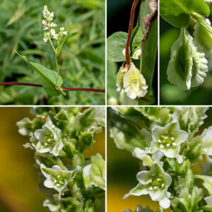 Climbing false-buckwheat stems are round, angular, or ridged in section, often with hairs on the ridges. Racemes of flowers arise from the leaf axils; the flower stalks are usually vertical, 3-8" long and bear both erect flowers and drooping fruits. Individual flowers are greenish-white, about 3/16" across have eight stamens with white anthers and an ovary bearing a tripartite style; the thee outermost tepals (petals) have obvious wings, unsually with an undulating margin; the inner two tepals are simple ovals. The fruit (~3/8" long) has a greenish center with three white wings; the 3 outer tepals with enlarged wings enclose the seed. (The fruit resembles a much-enlarged version of the fruit of curly dock (Rumex crispus).) Climbing false-buckwheat is very similar to black bindweed (Fallopia convolvulus) but is far more common in Jackson Park.
